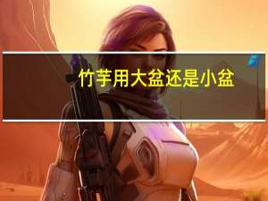 竹芋用大盆还是小盆