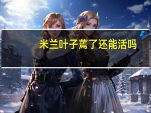 米兰叶子蔫了还能活吗