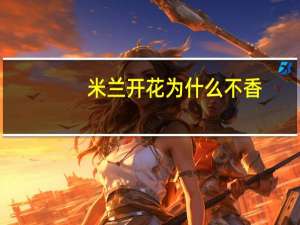 米兰开花为什么不香