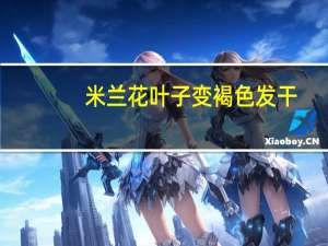 米兰花叶子变褐色发干