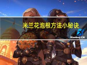 米兰花泡根方法小秘诀