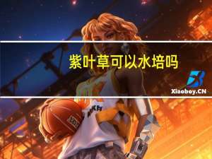 紫叶草可以水培吗