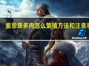 紫珍珠多肉怎么繁殖方法和注意事项