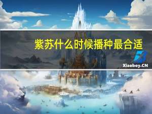 紫苏什么时候播种最合适