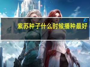 紫苏种子什么时候播种最好