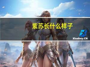 紫苏长什么样子