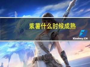 紫薯什么时候成熟