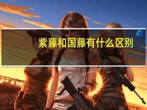 紫藤和国藤有什么区别