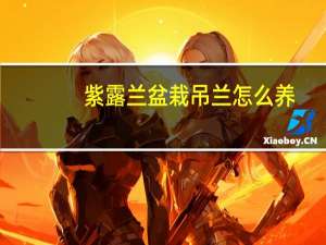 紫露兰盆栽吊兰怎么养