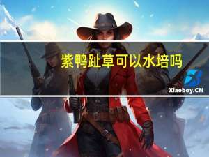 紫鸭趾草可以水培吗