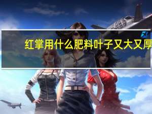 红掌用什么肥料叶子又大又厚