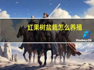 红果树盆栽怎么养殖