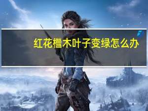 红花檵木叶子变绿怎么办