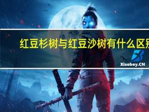 红豆杉树与红豆沙树有什么区别