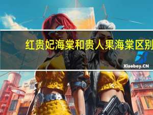 红贵妃海棠和贵人果海棠区别