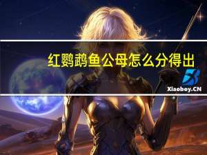 红鹦鹉鱼公母怎么分得出