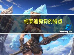 纯泰迪狗狗的特点