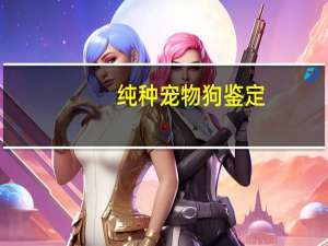 纯种宠物狗鉴定