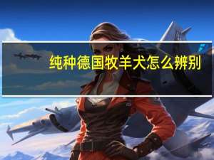 纯种德国牧羊犬怎么辨别