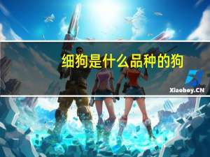 细狗是什么品种的狗