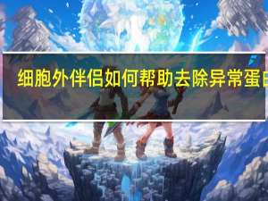 细胞外伴侣如何帮助去除异常蛋白质