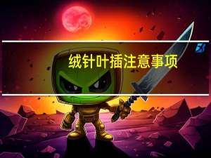 绒针叶插注意事项