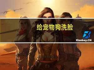 给宠物狗洗脸