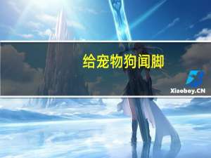 给宠物狗闻脚