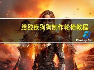 给残疾狗狗制作轮椅教程