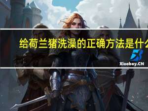 给荷兰猪洗澡的正确方法是什么
