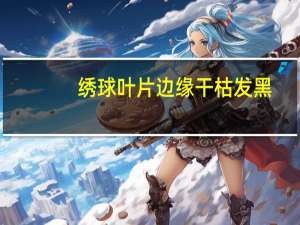 绣球叶片边缘干枯发黑