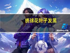 绣球花叶子发黑