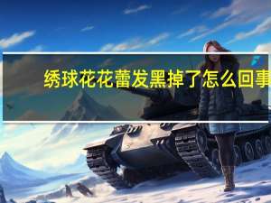 绣球花花蕾发黑掉了怎么回事