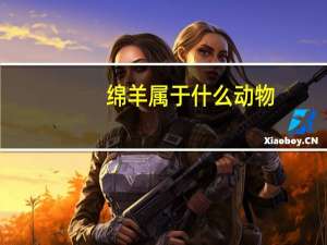 绵羊属于什么动物