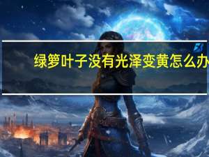 绿箩叶子没有光泽变黄怎么办