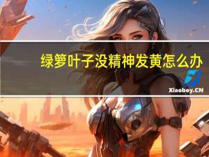 绿箩叶子没精神发黄怎么办