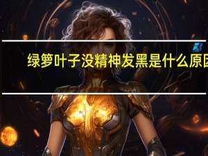 绿箩叶子没精神发黑是什么原因