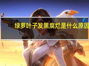 绿萝叶子发黑腐烂是什么原因