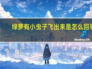 绿萝有小虫子飞出来是怎么回事