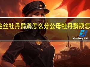 绿金丝牡丹鹦鹉怎么分公母 牡丹鹦鹉怎么分公母