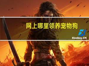网上哪里领养宠物狗