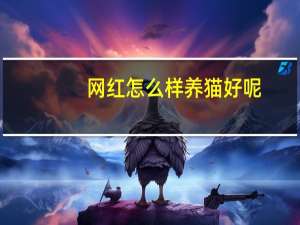网红怎么样养猫好呢