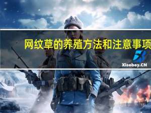 网纹草的养殖方法和注意事项