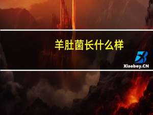 羊肚菌长什么样