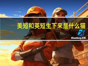 美短和英短生下来是什么猫
