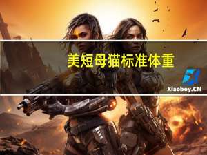 美短母猫标准体重