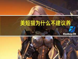 美短猫为什么不建议养（美短）