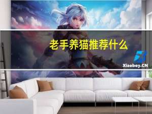 老手养猫推荐什么
