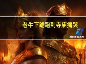 老牛下跪跑到寺庙痛哭（老牛下书）