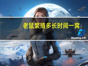 老鼠繁殖多长时间一窝